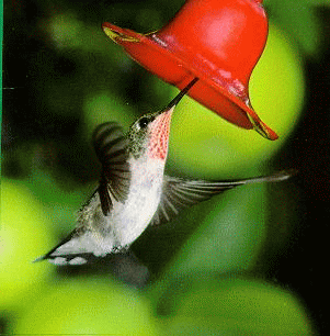 [Colibri Hummingbird]