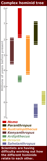 [Hominid family tree graphic, BBC]